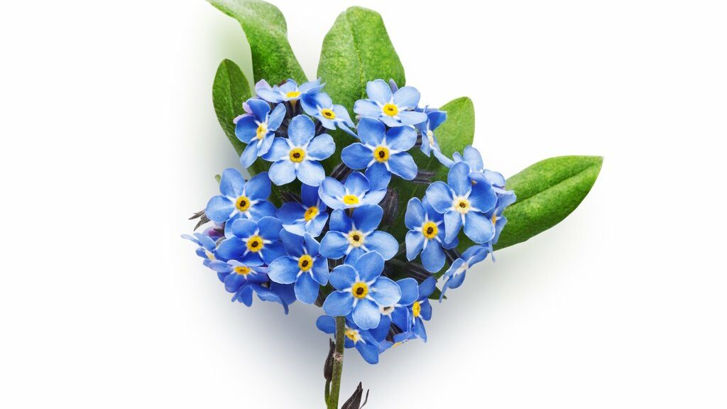 Bunch of small blue forget me not flowers with leaves isolated on white background clipping path included