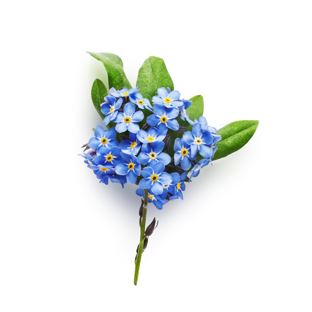 Bunch of small blue forget me not flowers with leaves isolated on white background clipping path included