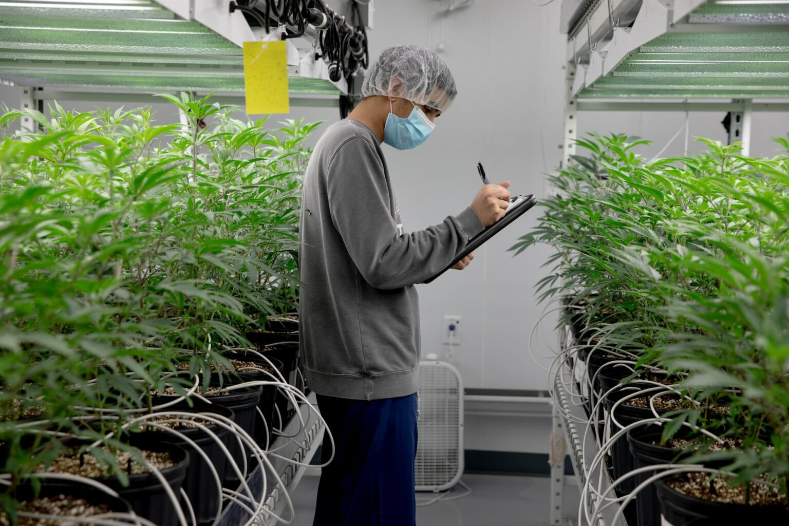 A CTPharma employee checks on the cannabis plants. Yehyun Kim/CT Mirror