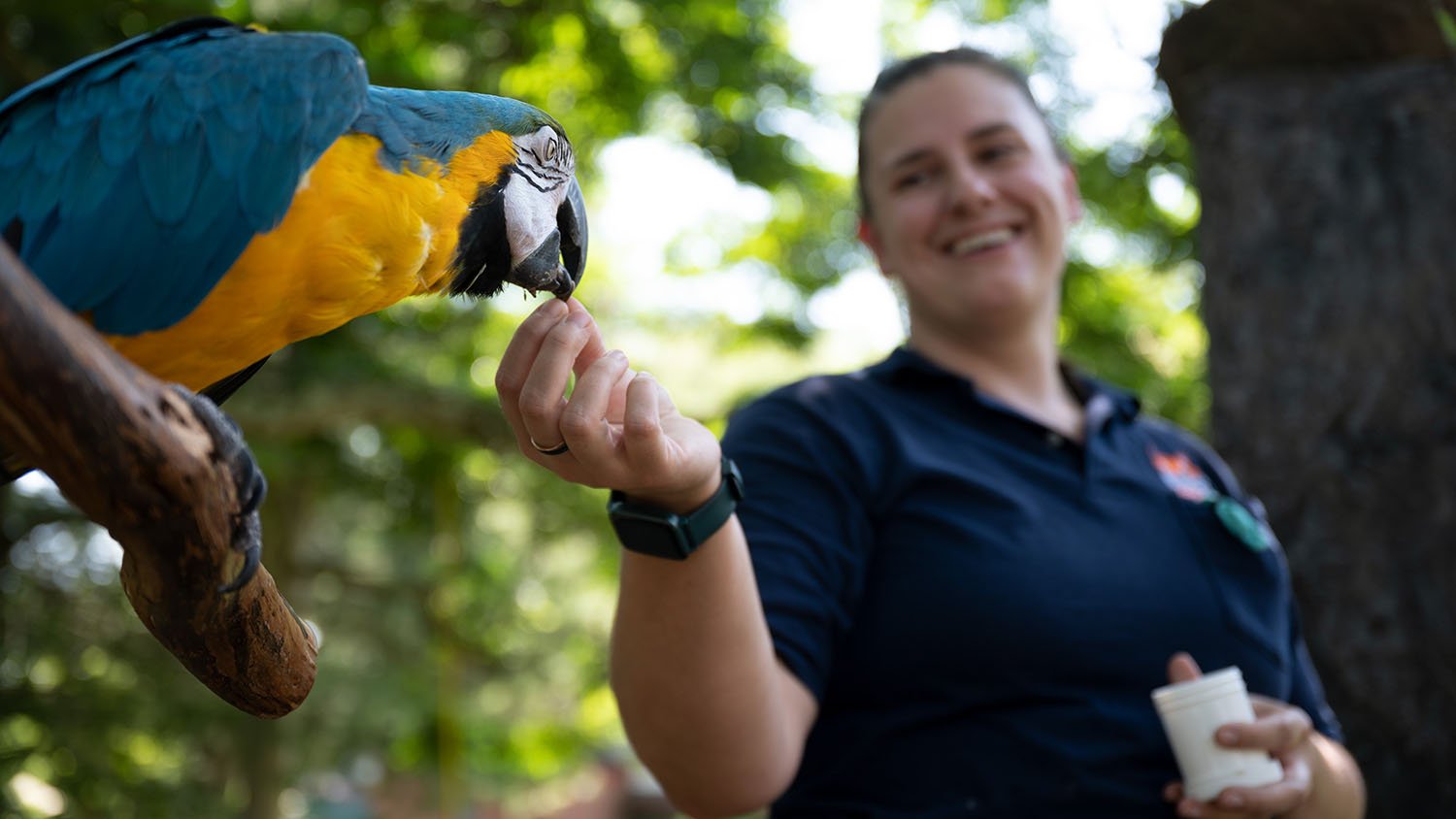 Zoo educator Chrissy Shore feeds Newton the macaw at the Beardsley Zoo in Bridgeport, Conn. Newton peels shells off of her nuts and seeds. Her favorite snack? Hard boiled eggs. (Ryan Caron King / Connecticut Public)