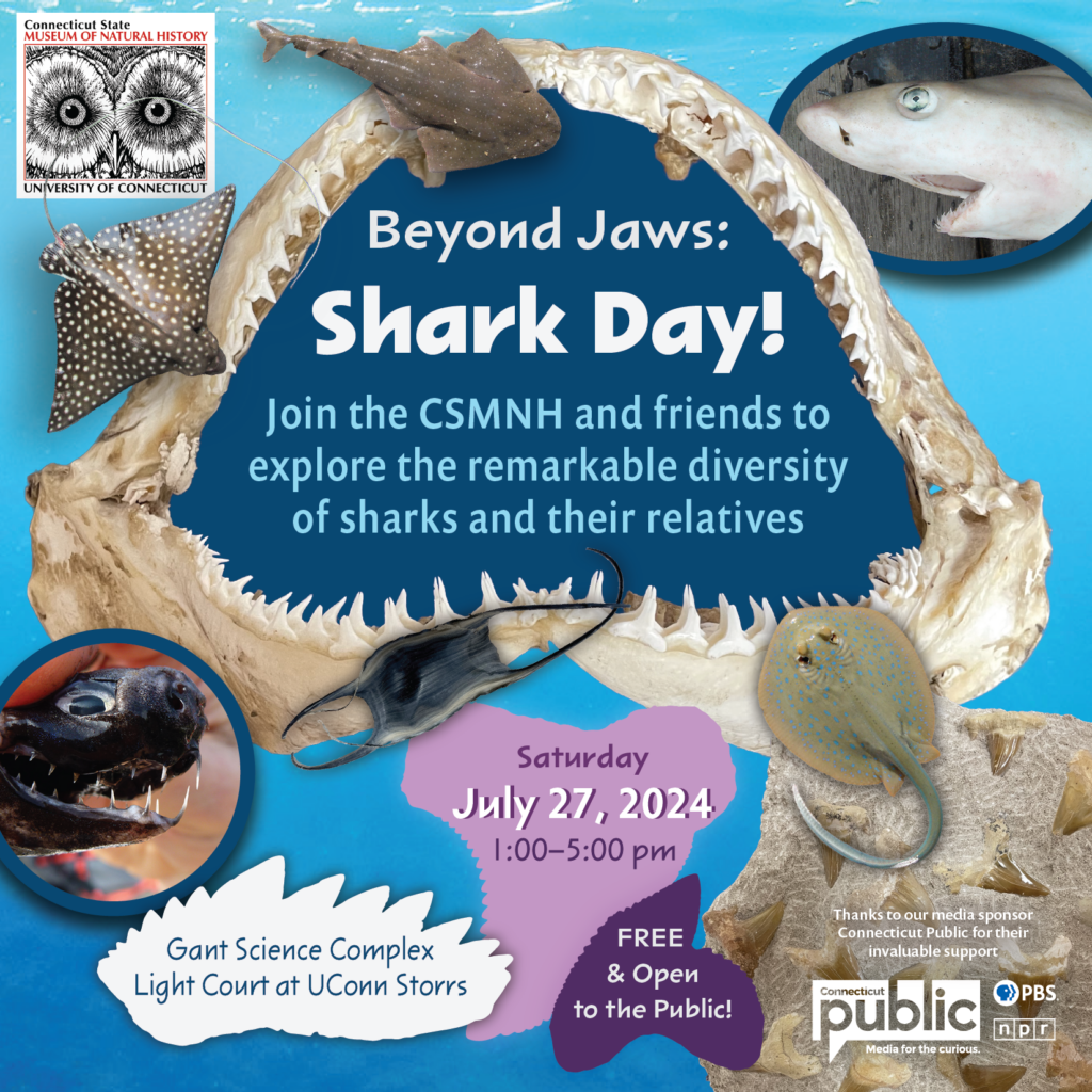 Shark Day: Beyond Jaws! | Connecticut Public