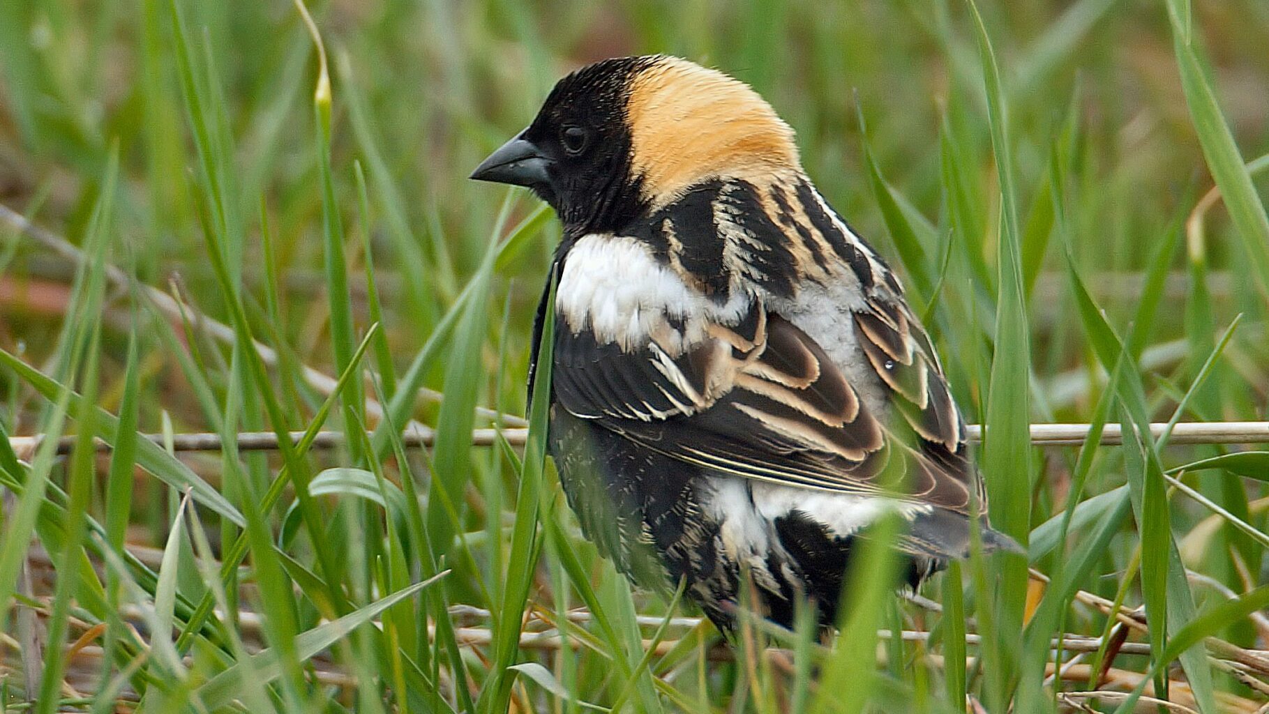 male in grass