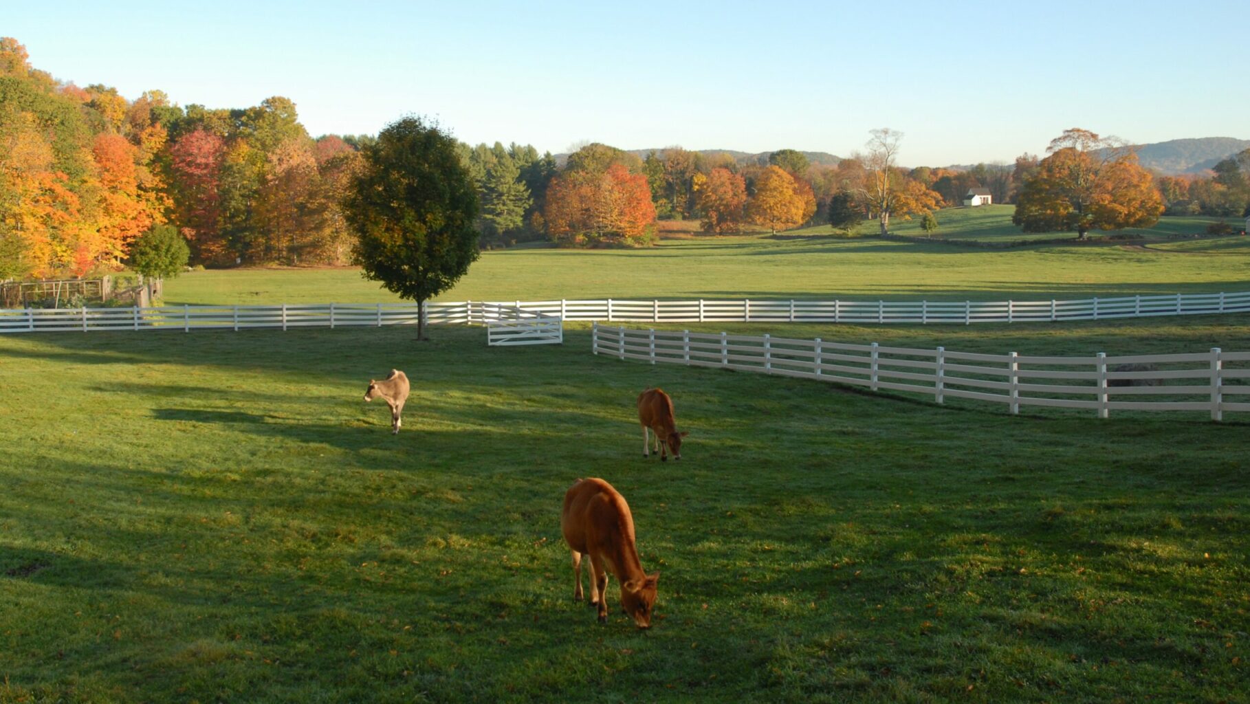 classic pasture photo for website